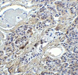 IRF7 Antibody - BSA Free, Novus Biologicals 0.1 mg; Unconjugated:Antibodies,