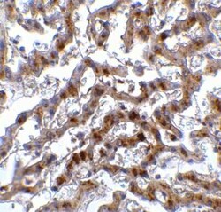 IRF7 Antibody - BSA Free, Novus Biologicals 0.1 mg; Unconjugated:Antibodies,