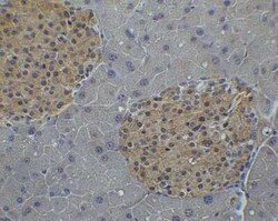 IRF7 Antibody - BSA Free, Novus Biologicals 0.1 mg; Unconjugated:Antibodies,