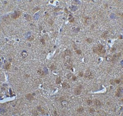 IRF7 Antibody - BSA Free, Novus Biologicals 0.1 mg; Unconjugated:Antibodies,