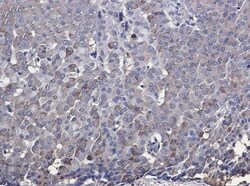 IRF7 Antibody (S04-1E1), Novus Biologicals 50 &mu;g; Unconjugated:Antibodies,