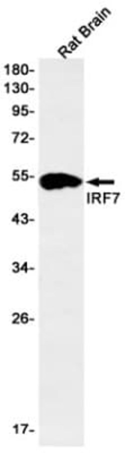IRF7 Antibody (S04-1E1), Novus Biologicals 50 &mu;g; Unconjugated:Antibodies,