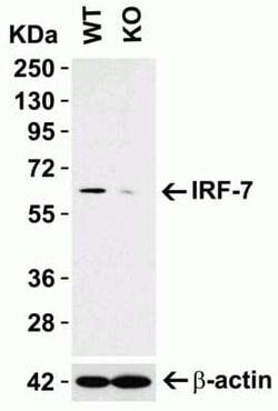 IRF7 Antibody - BSA Free, Novus Biologicals 0.1 mg; Unconjugated:Antibodies,