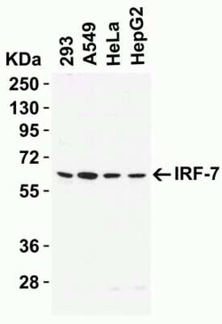 IRF7 Antibody - BSA Free, Novus Biologicals 0.1 mg; Unconjugated:Antibodies,