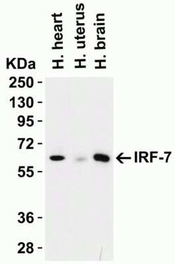 IRF7 Antibody - BSA Free, Novus Biologicals 0.1 mg; Unconjugated:Antibodies,