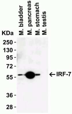 IRF7 Antibody - BSA Free, Novus Biologicals 0.1 mg; Unconjugated:Antibodies,