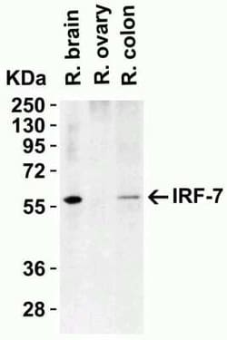 IRF7 Antibody - BSA Free, Novus Biologicals 0.1 mg; Unconjugated:Antibodies,