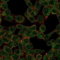 IRF9 Mouse anti-Human, Clone: PCRP-IRF9-2F8, Novus Biologicals 20 &mu;g;