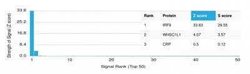 IRF9 Mouse anti-Human, Clone: PCRP-IRF9-2F8, Novus Biologicals 20 &mu;g;