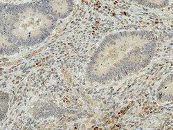 IRGM Antibody, Novus Biologicals 100 &mu;g | Buy Online | Bio-Techne | Fisher Scientific