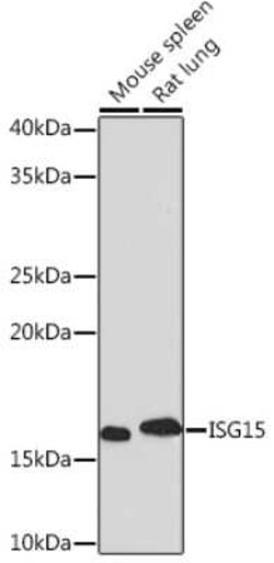 ISG15/UCRP Rabbit anti-Human, Mouse, Rat, Clone: ARC53794, Novus Biologicals:Antibodies:Primary