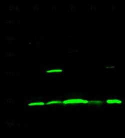 ISG15/UCRP Rabbit anti-Human, Clone: 239, Novus Biologicals 100 &mu;g;