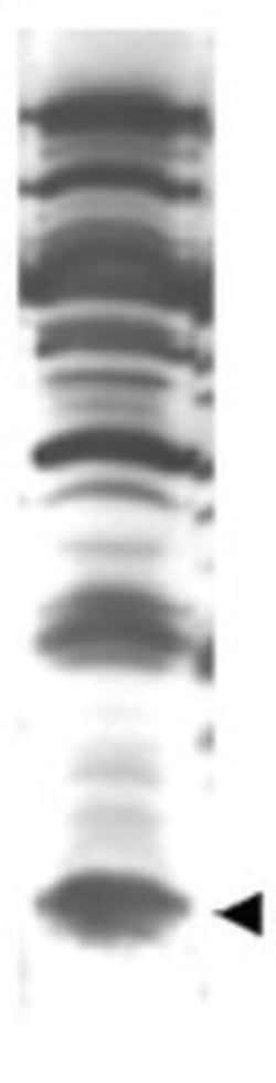 ISG15/UCRP Antibody, Novus Biologicals 0.1mg:Antibodies, Polyclonal