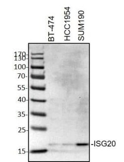 ISG20 Antibody (1B2-3C9), Novus Biologicals 0.1 mg | Buy Online | Novus Biologicals | Fisher Scientific