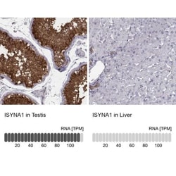 ISYNA1 Antibody, Novus Biologicals:Antibodies:Primary Antibodies