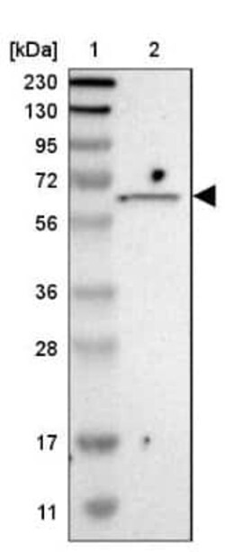 ISYNA1 Antibody, Novus Biologicals:Antibodies:Primary Antibodies