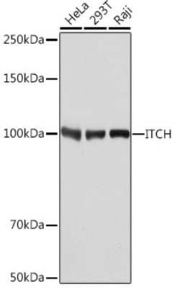 ITCH/AIP4 Rabbit anti-Human, Mouse, Rat, Clone: 7I7B10, Novus Biologicals