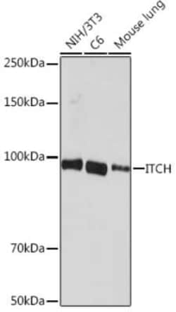 ITCH/AIP4 Rabbit anti-Human, Mouse, Rat, Clone: 7I7B10, Novus Biologicals
