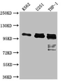 ITCH/AIP4 Antibody (9C3), Novus Biologicals 100 &mu;g | Buy Online | Novus Biologicals | Fisher Scientific