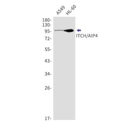 ITCH/AIP4 Antibody (S03-4I6), Novus Biologicals:Antibodies:Primary Antibodies