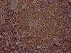 ITK Antibody (8F10), Novus Biologicals 100 &mu;g | Buy Online | Novus Biologicals | Fisher Scientific