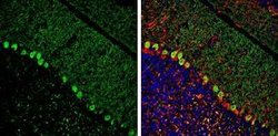ITPKA Antibody, Novus Biologicals 100 &mu;g; Unconjugated:Antibodies, Polyclonal