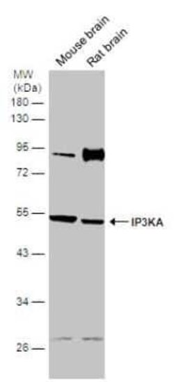 ITPKA Antibody, Novus Biologicals 100 &mu;g; Unconjugated:Antibodies, Polyclonal