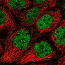 IWS1 Antibody, Novus Biologicals:Antibodies:Primary Antibodies