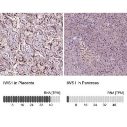 IWS1 Antibody, Novus Biologicals:Antibodies:Primary Antibodies