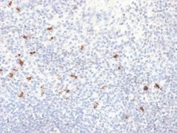 Ig gamma-4 Chain C Region Antibody (IGHG4/2042R) - Azide and BSA Free,