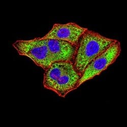 IgA Antibody (7D5F12) - BSA Free, Novus Biologicals 0.1 ml; Unconjugated:Antibodies,