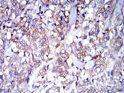IgA Antibody (7D5F12) - BSA Free, Novus Biologicals 0.1 ml; Unconjugated:Antibodies,