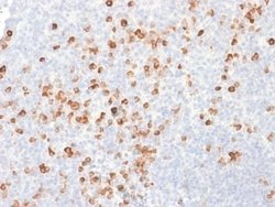 IgG Antibody (rIG266) - Azide and BSA Free, Novus Biologicals 100 ug; Unconjugated:Antibodies,
