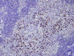 IgG Antibody (E20-V), Novus Biologicals:Antibodies:Primary Antibodies