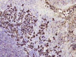IgG Antibody (E20-V), Novus Biologicals:Antibodies:Primary Antibodies