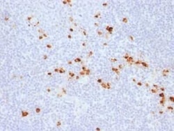 IgG Heavy Chain Antibody (IG507R), Novus Biologicals:Antibodies:Primary