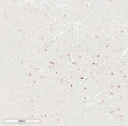 IgM Antibody (IM260) - Azide and BSA Free, Novus Biologicals 0.1 mg; Unconjugated:Antibodies,