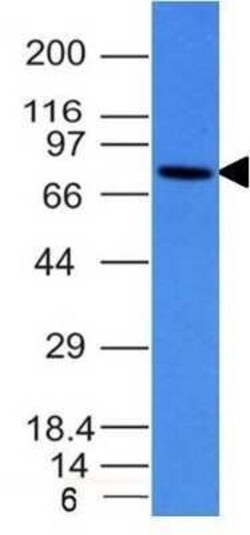 IgM Antibody (IM260) - Azide and BSA Free, Novus Biologicals 0.1 mg; Unconjugated:Antibodies,