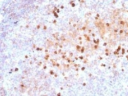 IgM Antibody (IM373) - Azide and BSA Free, Novus Biologicals 0.1 mg | Buy Online | Novus Biologicals | Fisher Scientific