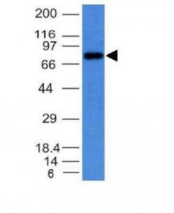 IgM Antibody (IM373) - Azide and BSA Free, Novus Biologicals 0.1 mg | Buy Online | Novus Biologicals | Fisher Scientific