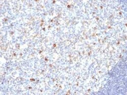 IgM Antibody (SPM188), Novus Biologicals:Antibodies:Primary Antibodies