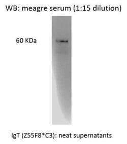 IgT Antibody (Z55F8 C3) - Azide and BSA Free, Novus Biologicals 0.1mg:Antibodies,