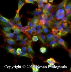 IkB-alpha Antibody (6A920) - Azide and BSA Free, Novus Biologicals 0.1