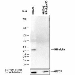 IkB-alpha Antibody (6A920) - Azide and BSA Free, Novus Biologicals 0.1