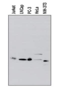 IkB-alpha Antibody (6A920) - Azide and BSA Free, Novus Biologicals 0.1