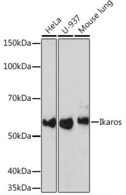 Ikaros/IKZF1 Rabbit anti-Human, Mouse, Clone: 4S10I3, Novus Biologicals