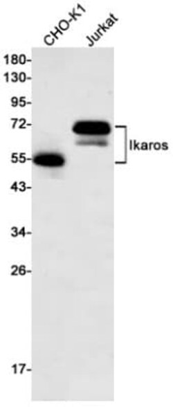 Ikaros/IKZF1 Antibody (S08-5E4), Novus Biologicals 100 &mu;g; Unconjugated:Antibodies,