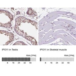 Importin 11 Antibody, Novus Biologicals:Antibodies:Primary Antibodies