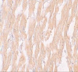 Importin alpha 2/KPNA2 Antibody - BSA Free, Novus Biologicals:Antibodies:Primary