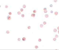 Importin alpha 3/KPNA4 Antibody - BSA Free, Novus Biologicals 0.1 mg; Unconjugated:Antibodies,